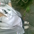 Kwan