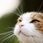 夜猫