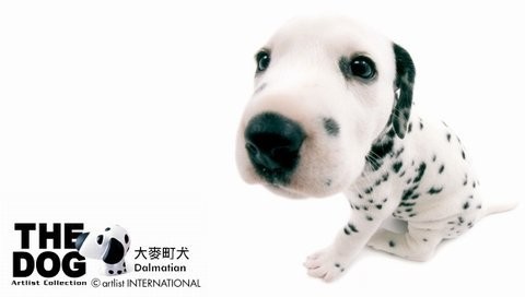 小型犬排名前十名狗 171157.16435633_500.jpg