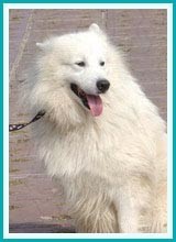 沙漠犬
