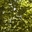 Aprilwood