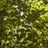Aprilwood