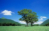 tree7