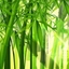 竹林飞影