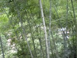 黄山