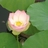 大鱼222157