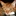 CatLion 2358228