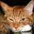 CatLion