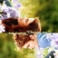 Narcissus1595141