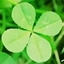 Clovercly