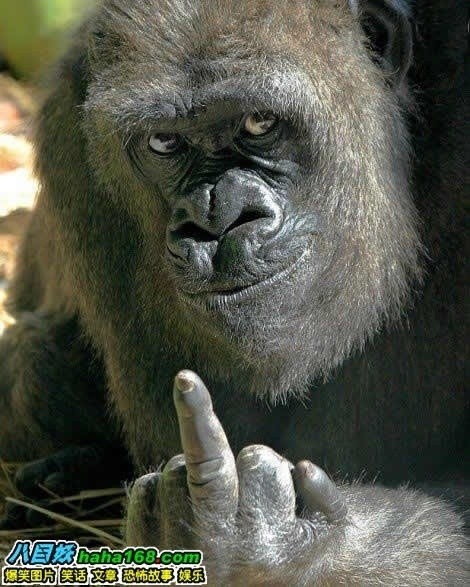 What The Fuck?坑爹呢这是? 非正常人类研究中