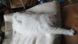 BigBull_年DSC01676