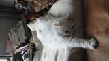 BigBull_年DSC01677