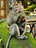 母子(UBUD圣猴公园)