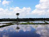 沿途随拍(UBUD去海神庙途中)