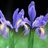 Iris1535255