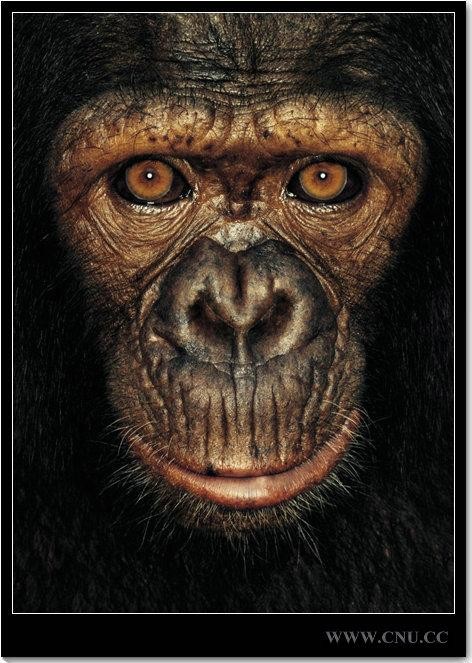 James和猩猩们 。