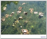 summer palace (13)