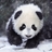 小飞的小飞