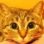 爱读书的猫