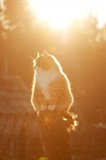 Sun cat