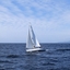 T_Elysia