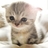 优质猪尾巴
