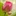 菜秧 4201126