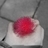 Thanatus468658