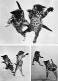 Raining cats