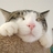 猫1412