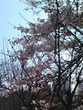 湖北樱花