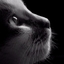 猫吃鱼