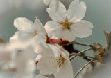 那时樱花
