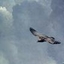 zs20060205