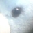 林洒