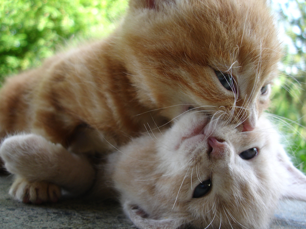 扑倒_扑倒亲亲动态qq表情_扑倒的qq表情