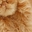 加肥猫ee
