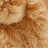 加肥猫ee
