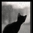 昆明猫猫