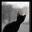 昆明猫猫