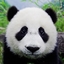 De_Panda成宇
