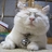 one猫time