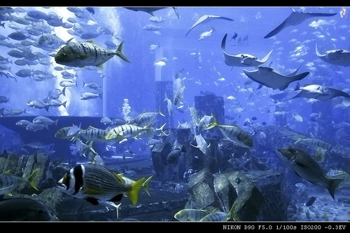 【出行游记】迷糊游中东(2)入住亚特兰蒂斯 行