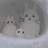 白砂糖