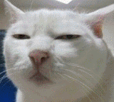 猫变脸的动态表情包分享展示