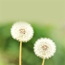 Lilie(1033862)