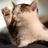 Sphinxecho