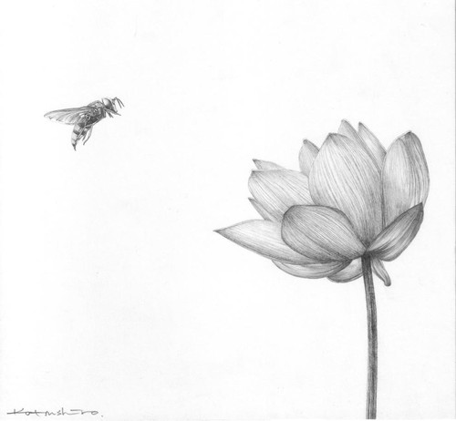 蜜蜂与荷花– Mtime时光网