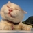 大猫小猫